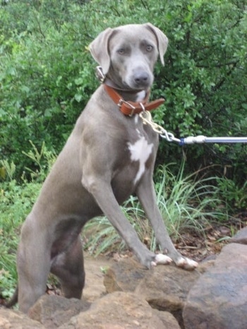 The front right side of an American Blue Lacy that is climbing onto a stone wall